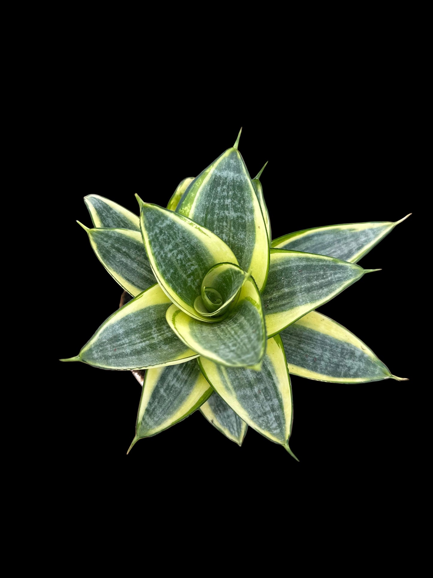 Sansevieria trifasciata 'Golden Hahnii' 4”