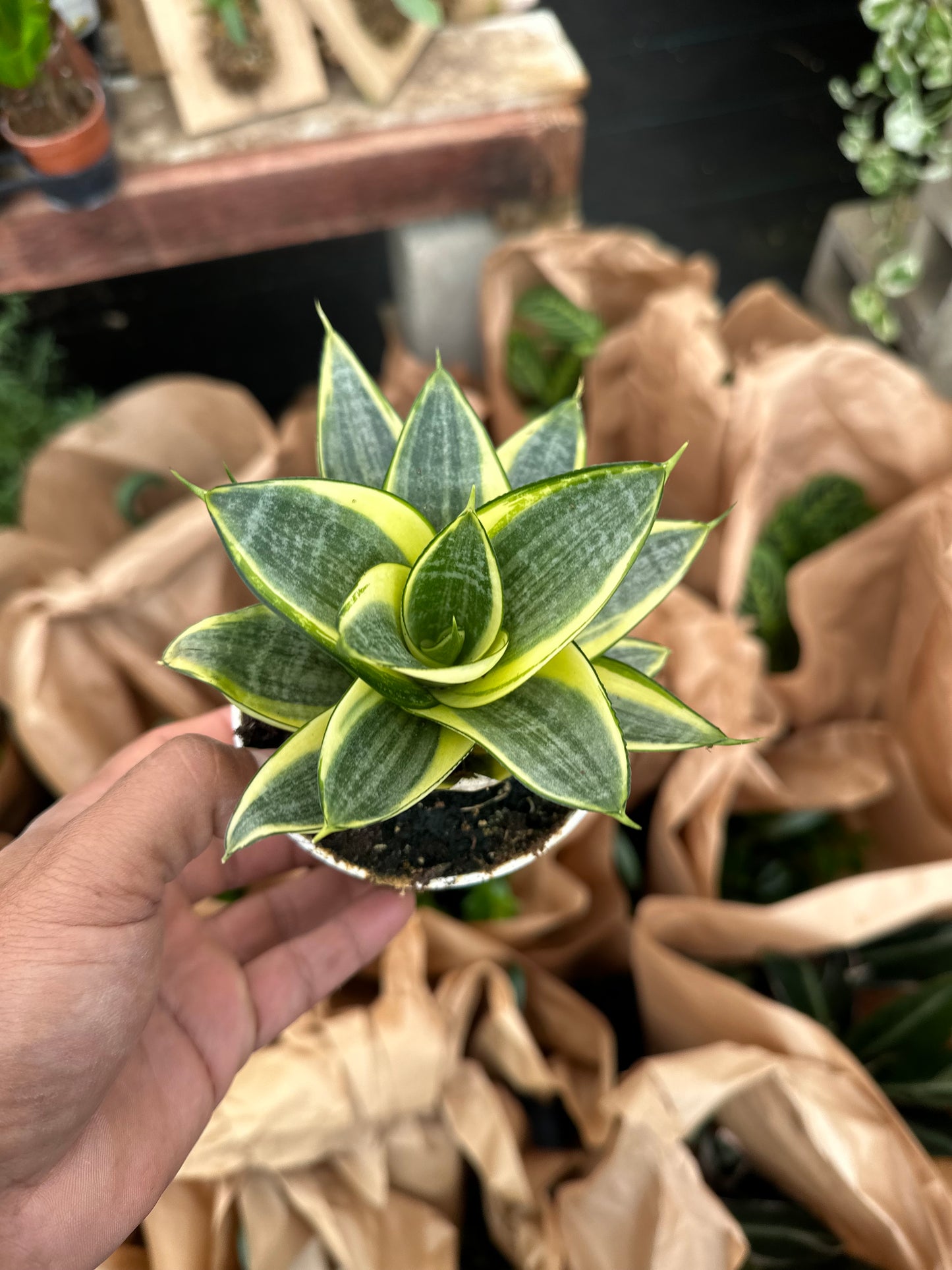 Sansevieria trifasciata 'Golden Hahnii' 4”