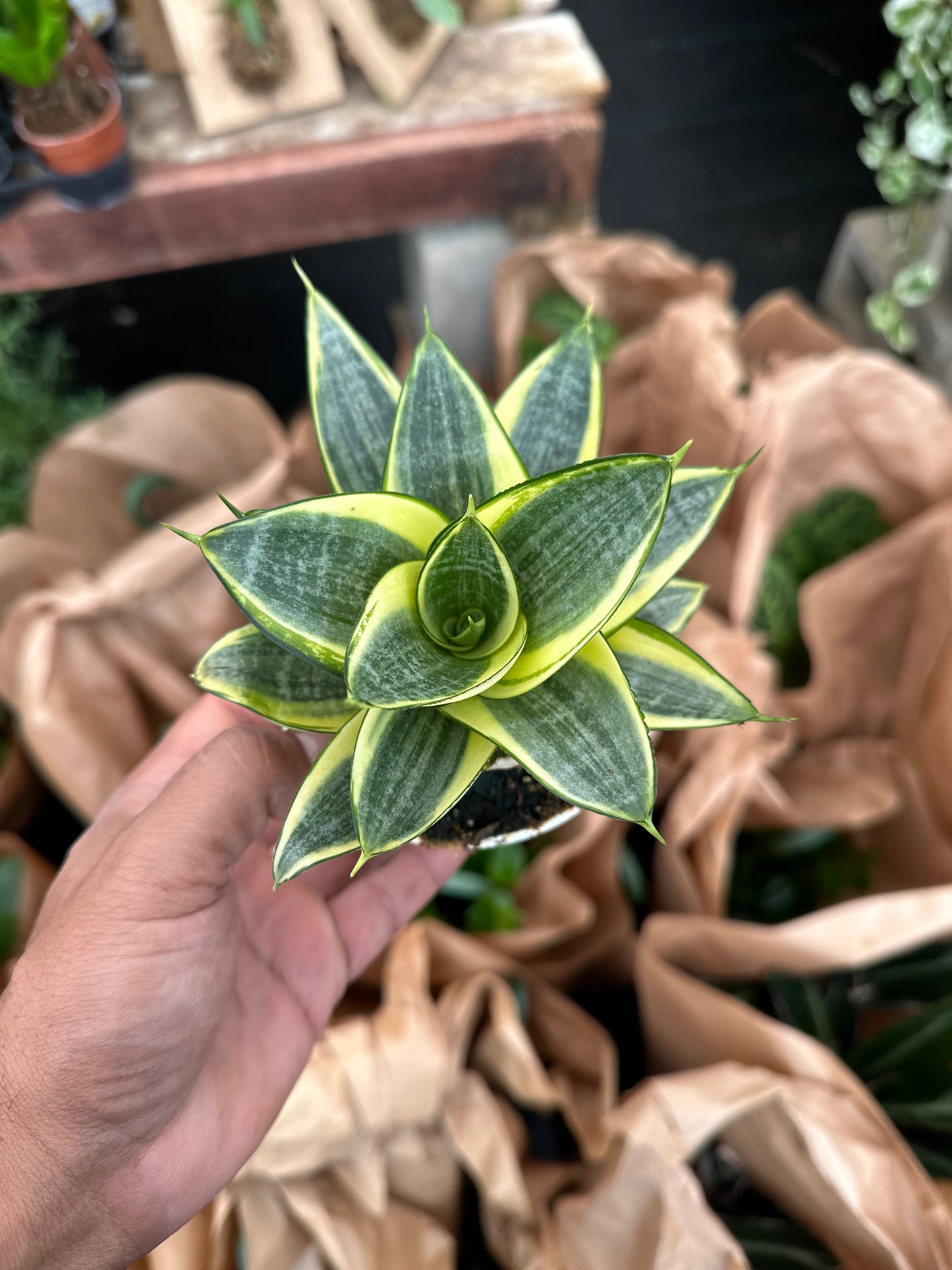 Sansevieria trifasciata 'Golden Hahnii' 4”