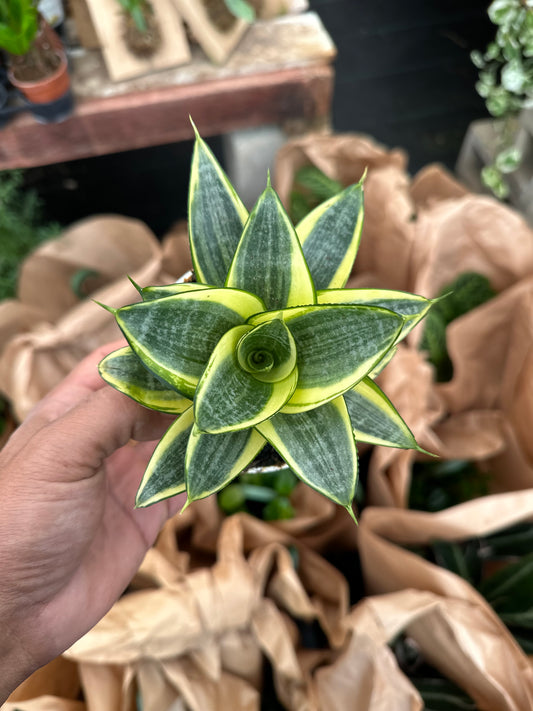 Sansevieria trifasciata 'Golden Hahnii' 4”